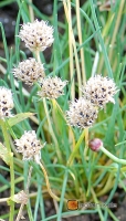 Allium schoenoprasum 'sibiricum' -- Schnittlauch