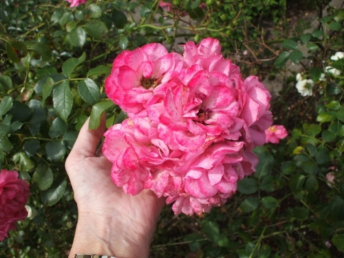 Rose: Mehrblütige Strauchrose - Rosa floribunda 06.07.2008