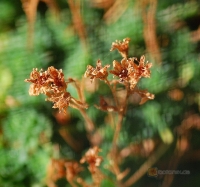 Saxifraga pubescens -- Steinbrech