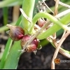 Allium scorodoprasum -- Alpen Schnittlauch