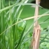 Sugar Cane Zuckerrohr Saccharum officinarum
