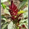 Amaranthus cleraceus ssp cleraceus -- Amarant