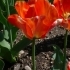 Tulipa 'American Dream' -- Tulpe 'American Dream'