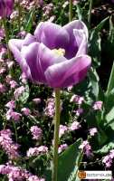 Tulipa 'Arabian Mystery' -- Tulpe 'Arabian Mystery'