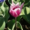 Tulipa 'Ballade' -- Tulpe 'Ballade'