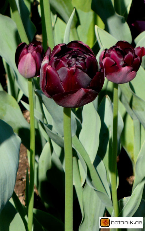 Tulipa 'Black Hero' -- Tulpe 'Black Hero'