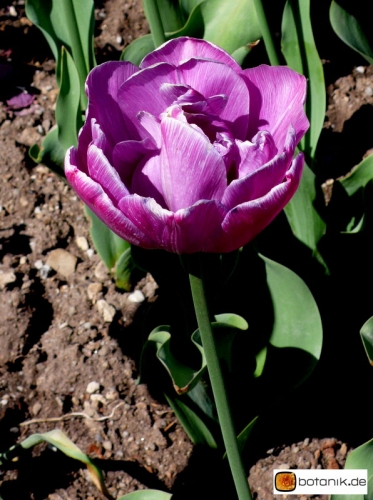 Tulipa Blue Diamond