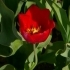 Tulipa Cassini
