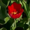 Tulipa Cassini