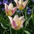 Tulipa Elegant Lady