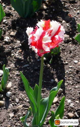 Tulipa Estella Rijnveld