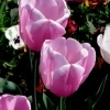 Tulipa Esther