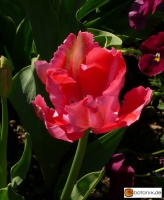 Tulipa Fantasy