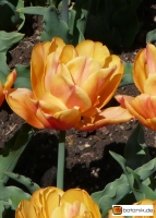 Tulipa Freeman