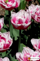 Tulipa Gerbrand Kieft