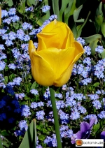 Tulipa Golden Melody