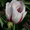Tulipa Happy Generation