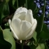 Tulipa Ivory Floradale