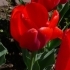 Tulipa Lefebres Memory