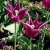 Tulipa Maytime