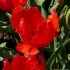 Tulipa Orange Favourite