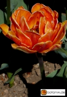 Tulipa Orange Prinzess