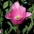 Tulipa Peer Gynt