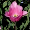 Tulipa Peer Gynt