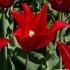 Tulipa Pieter de Leur