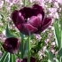 Tulipa 'Queen of Night' -- Tulpe 'Queen of Night'
