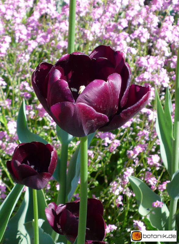 Tulipa 'Queen of Night' -- Tulpe 'Queen of Night'