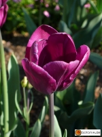 Tulipa Recreado --