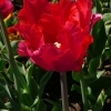 Tulipa Red Parrot