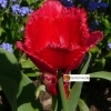 Tulipa Red Wing