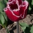 Tulipa Starfighter