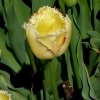 Tulipa Swan Wings