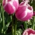 Tulipa Valentine