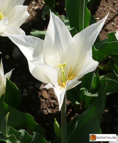 Tulipa White Triumphator