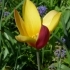 Tulipa clusiana 'Tubergens Gem' --