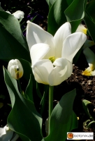 Tulipa fosteriana Hybride Purissima