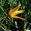 Tulipa humilis Persian Perl