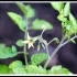 Lycopersicon pimpinellifolium -- Wildtomate